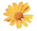 Arnica_03 1