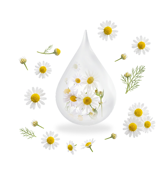 chamomile