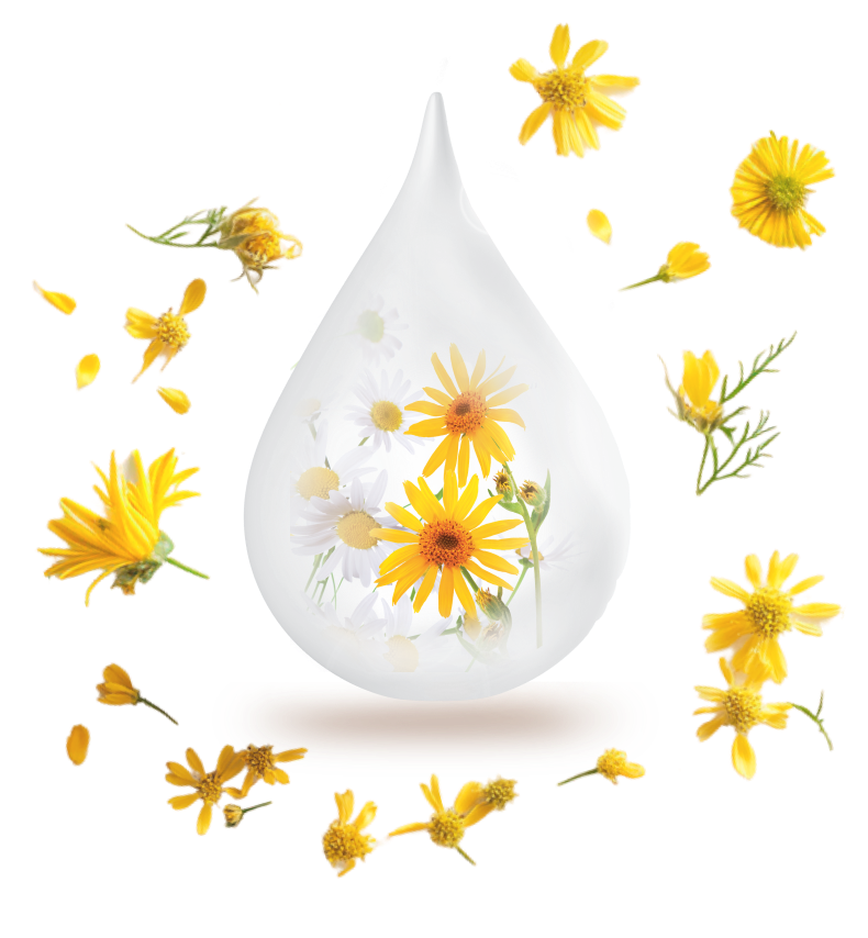 gota-arnica